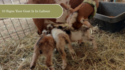 10 Signs Your Goat is in Labour