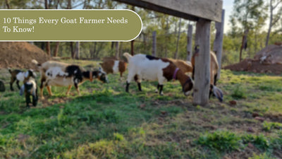 10 Things Every Goat Farmer Needs to know!